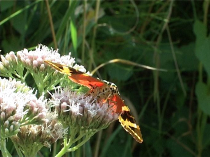 Russischer Bär ( Euplagia quadripunctaria ) : Kaiserstuhl, 21.07.2006